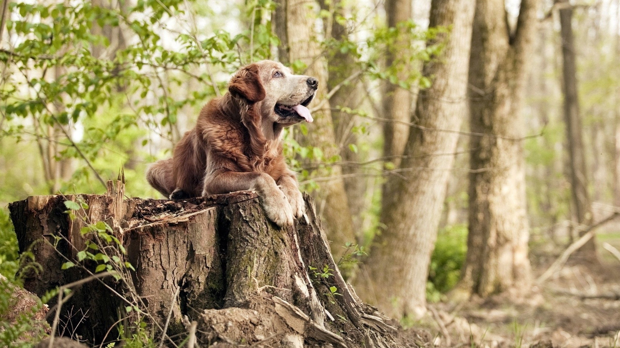 “2025世界运动会：高新体育中心健力赛场，选手力量与技术的结合”