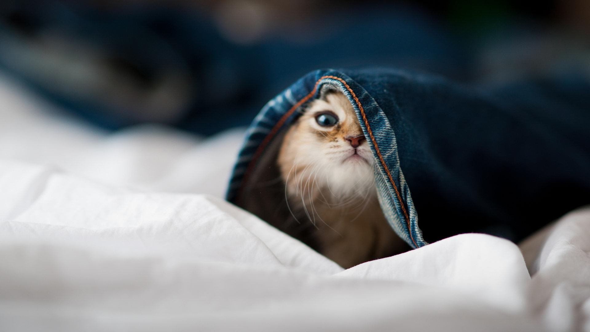 乐鱼体育在线官网-中国香港队赛制解析：如何通过团队配合增强比赛稳定性，香港队名单