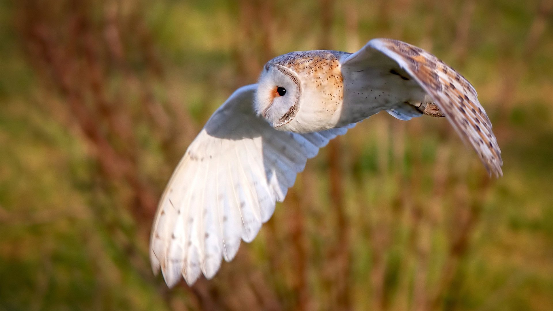 乒乓球世界杯赛制调整，比赛模式更具挑战性，乒乓球世界杯比赛情况
