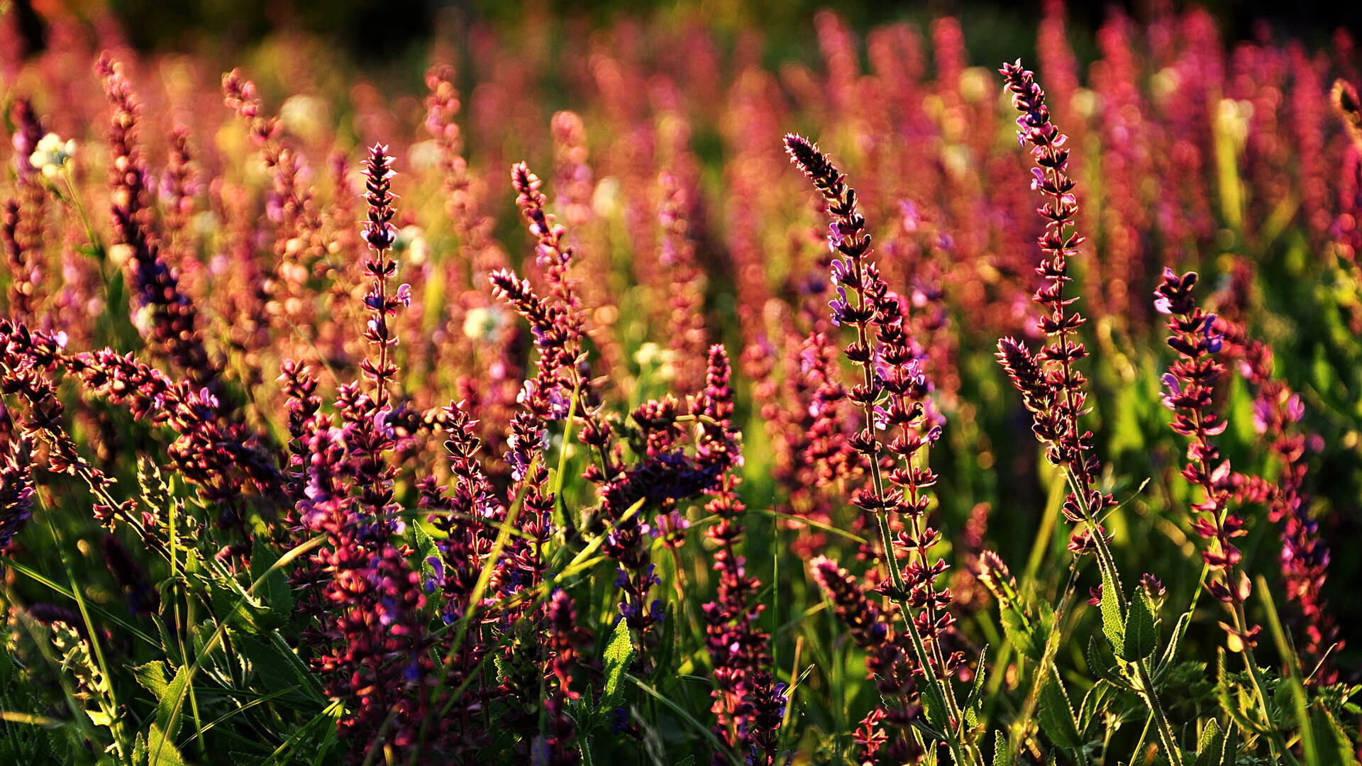 五大联赛是否鼓励中场球员提前站位覆盖断球线路，五大联赛中锋