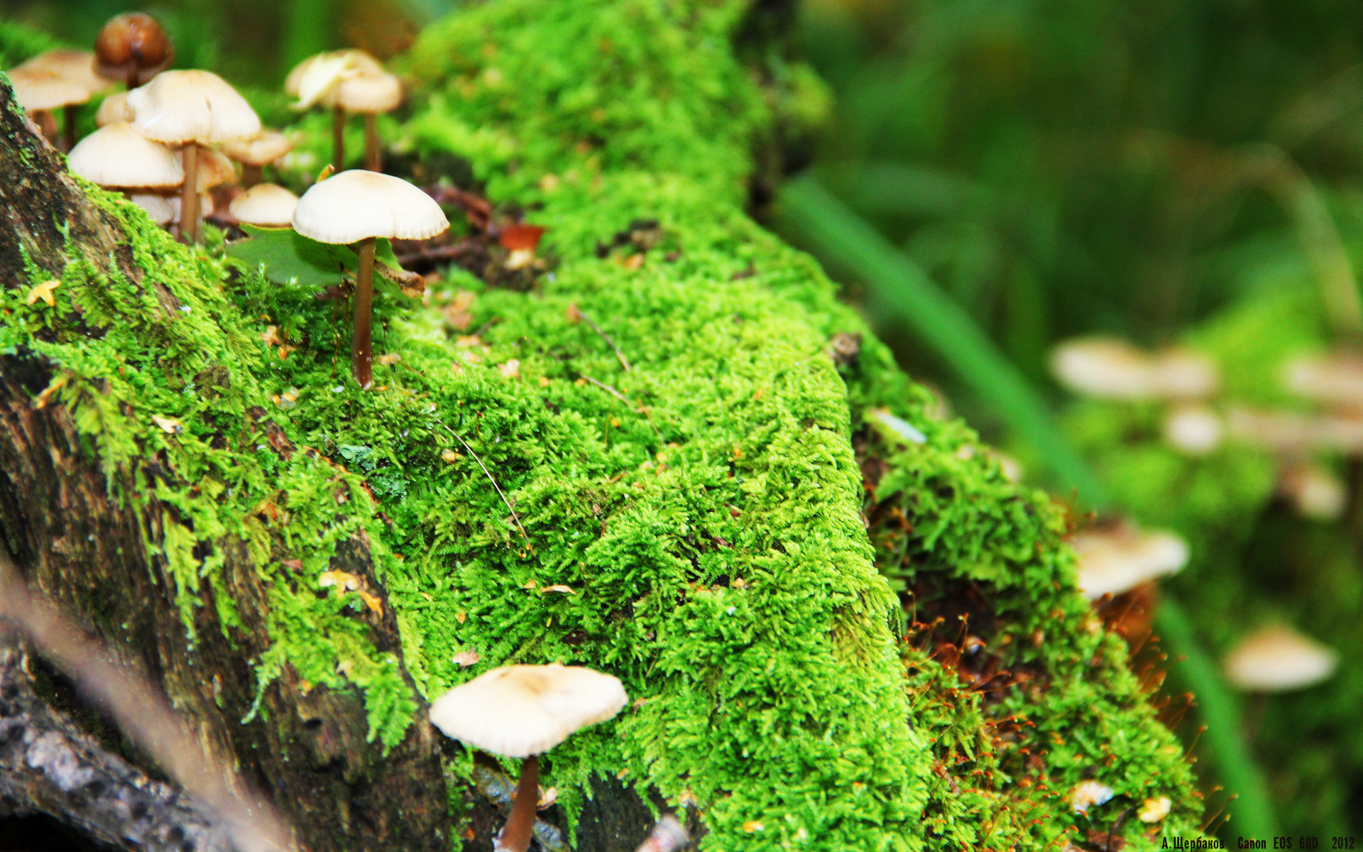 印度赛制改革:向国际化赛事标准看齐,印度的比赛