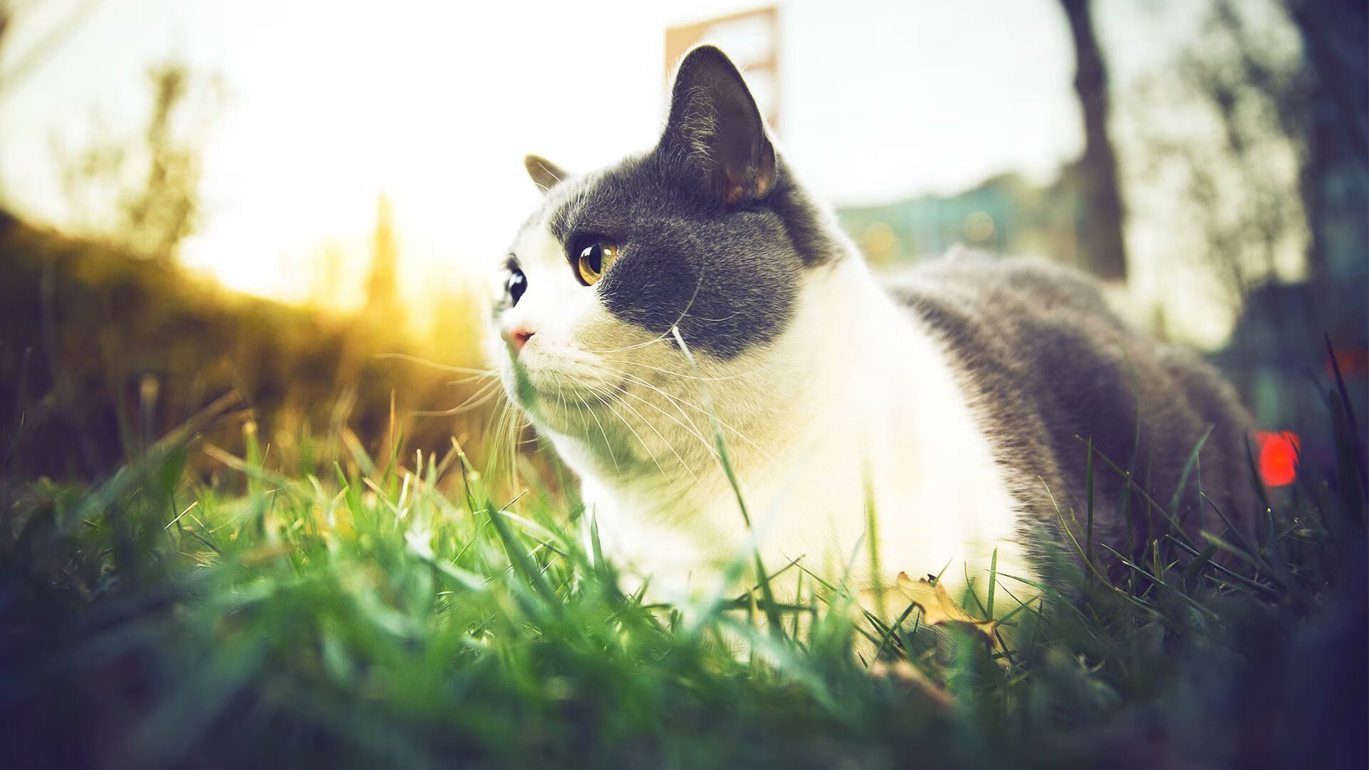 门将指挥防线成为额外战术点，门将防守站位是什么