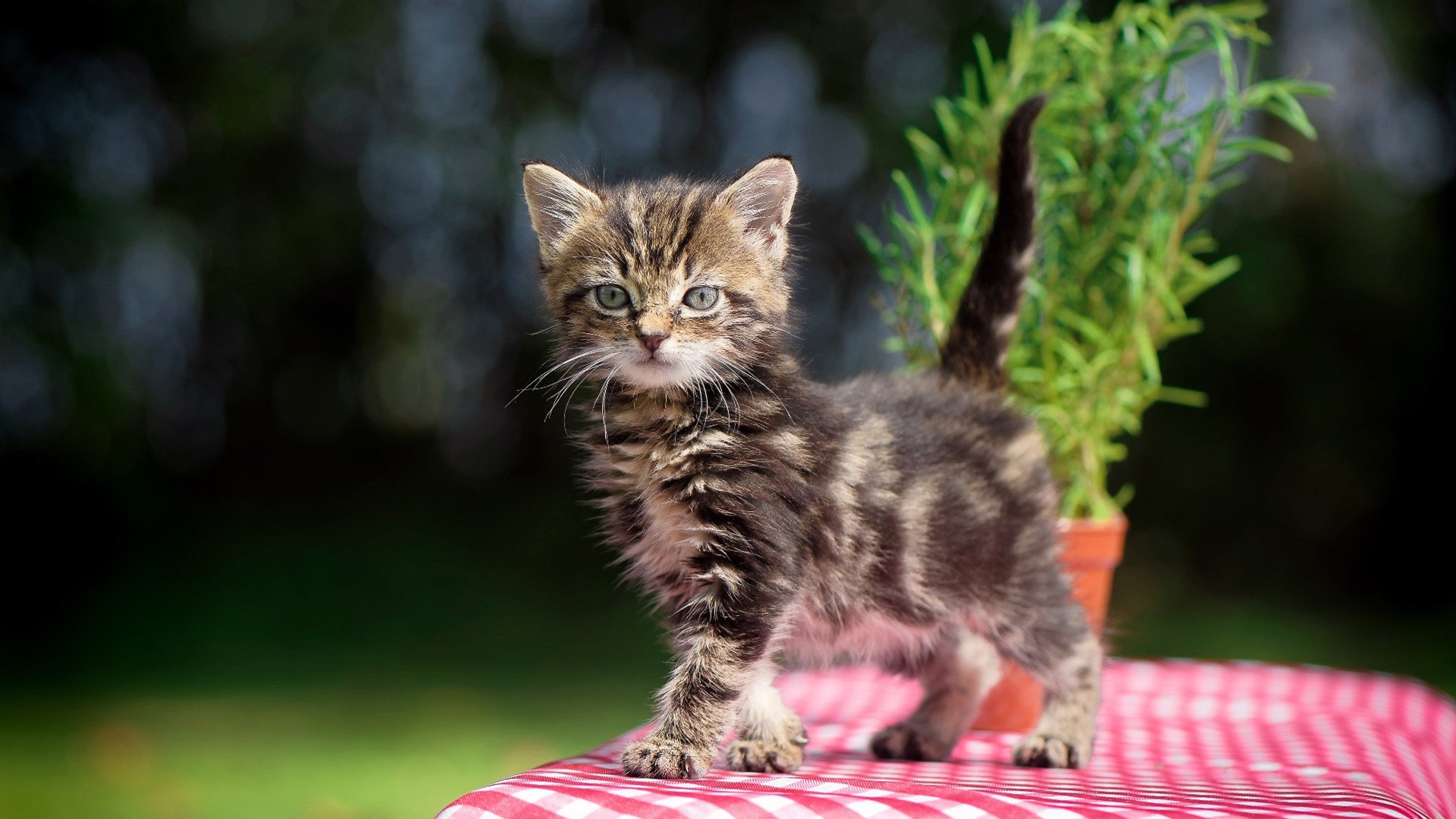 乐鱼体育app官网-“尼古拉斯·桑特基：阿根廷美洲狮队的全能组织者，未来发展不可限量”