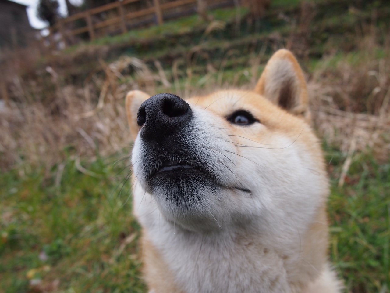 中国篮球社群经济兴起球迷参与度与互动活跃持续提升，中国篮球受众群体比例