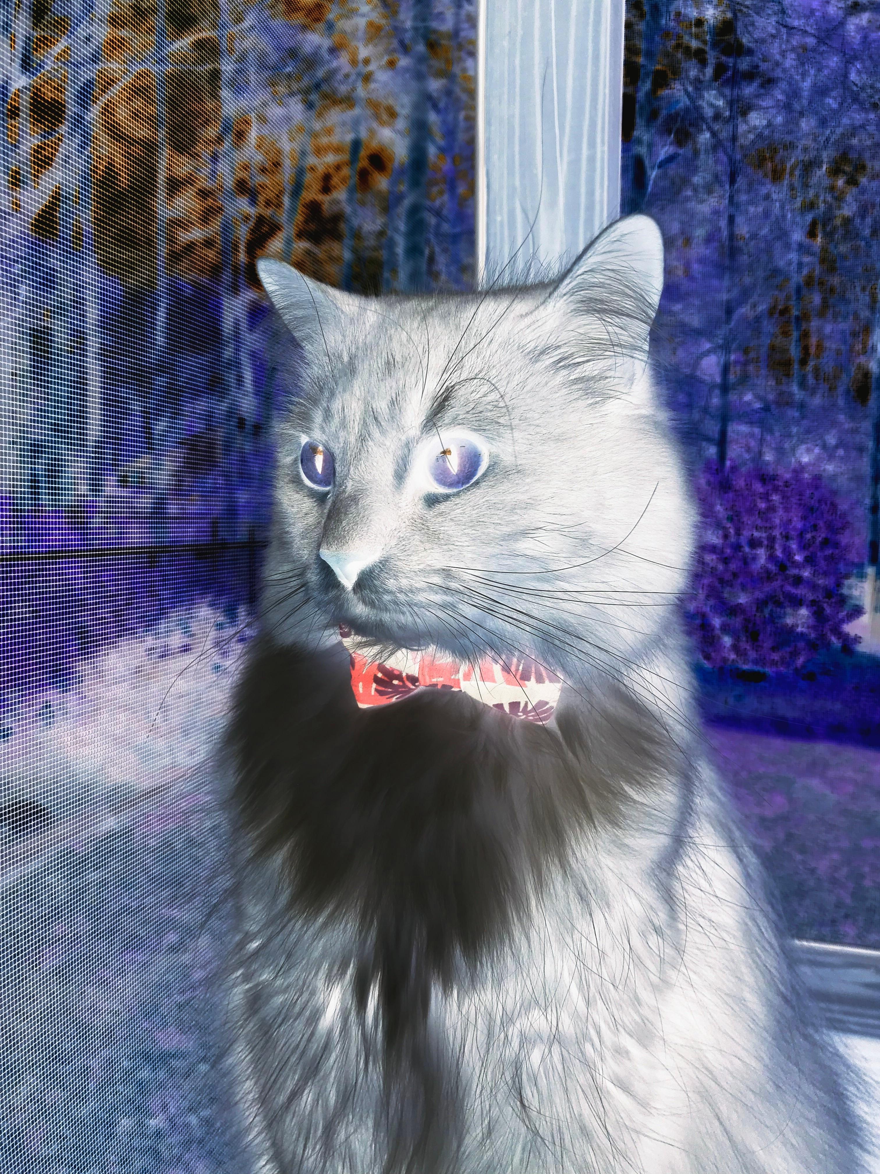 中国足球国家队阵容调整科学合理，中国足球国家队阵容名单