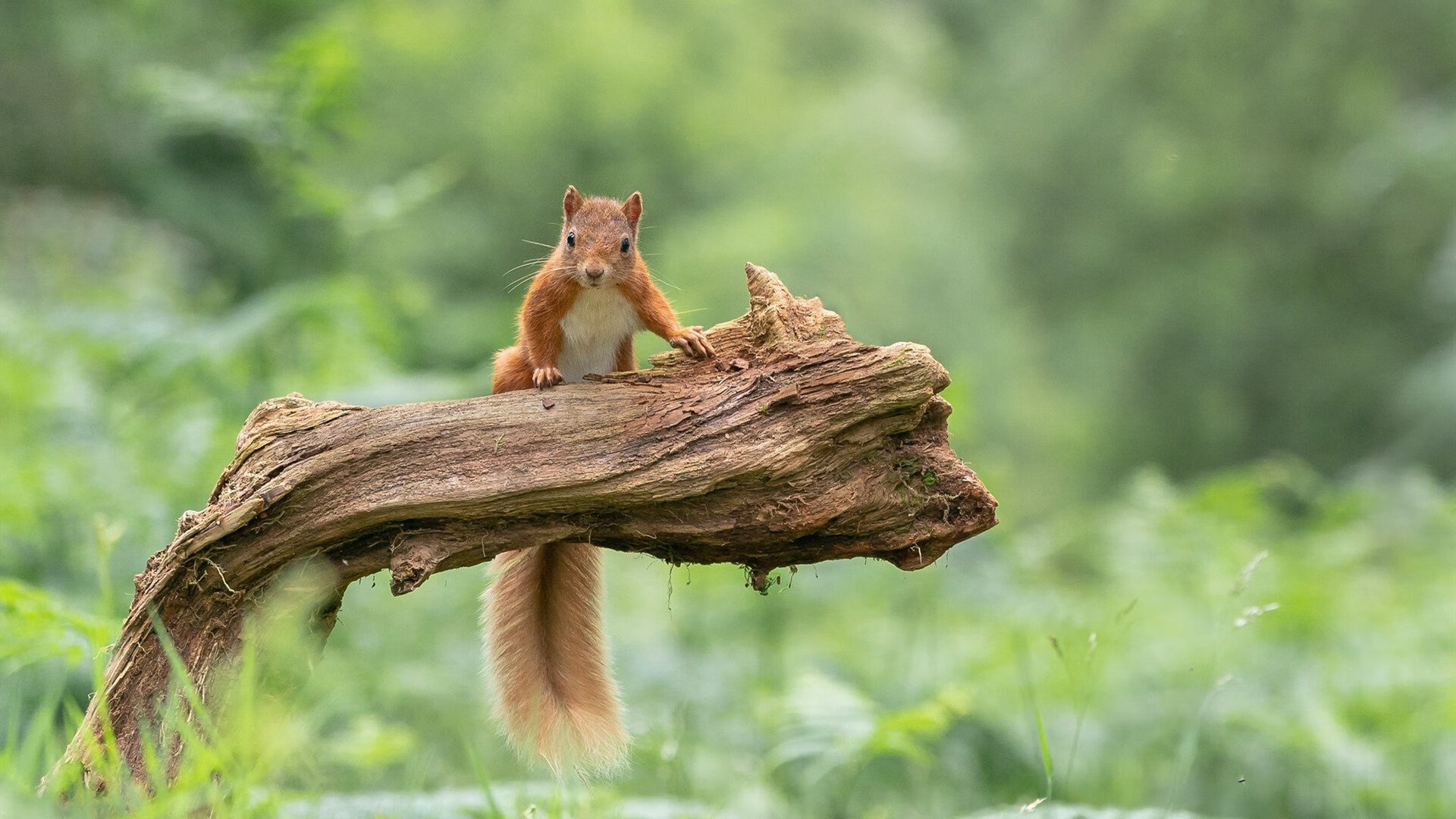 俱乐部引进先进数据分析系统，提升战术执行效率，俱乐部信息