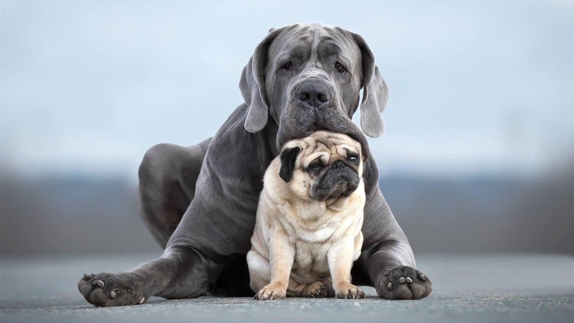 女子橄榄球崛起，澳大利亚女队吸引全球目光，澳大利亚nrl橄榄球联赛